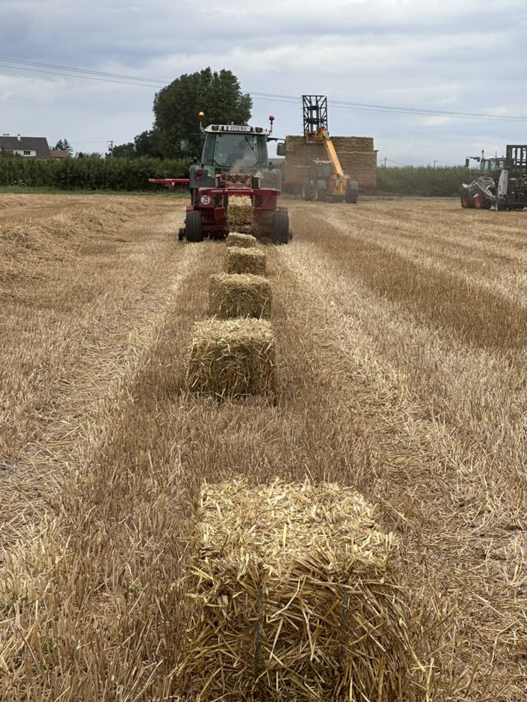 Champ de paille après moisson