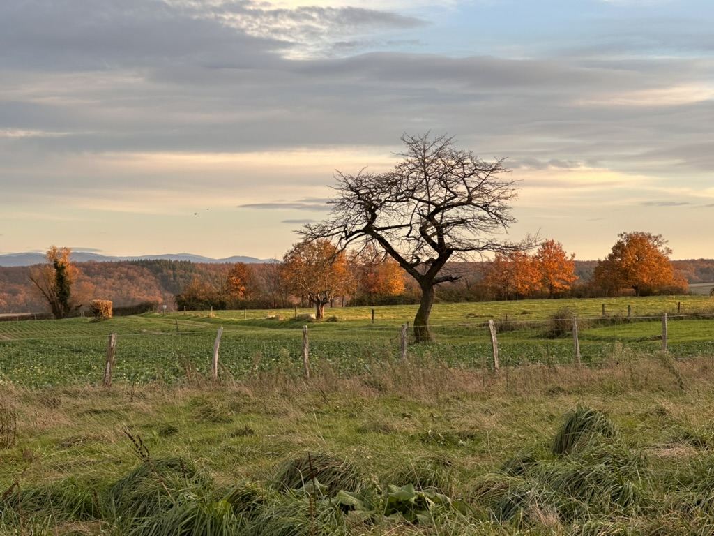 Arbre isolé dans la campagne auvergnate au soleil couchant